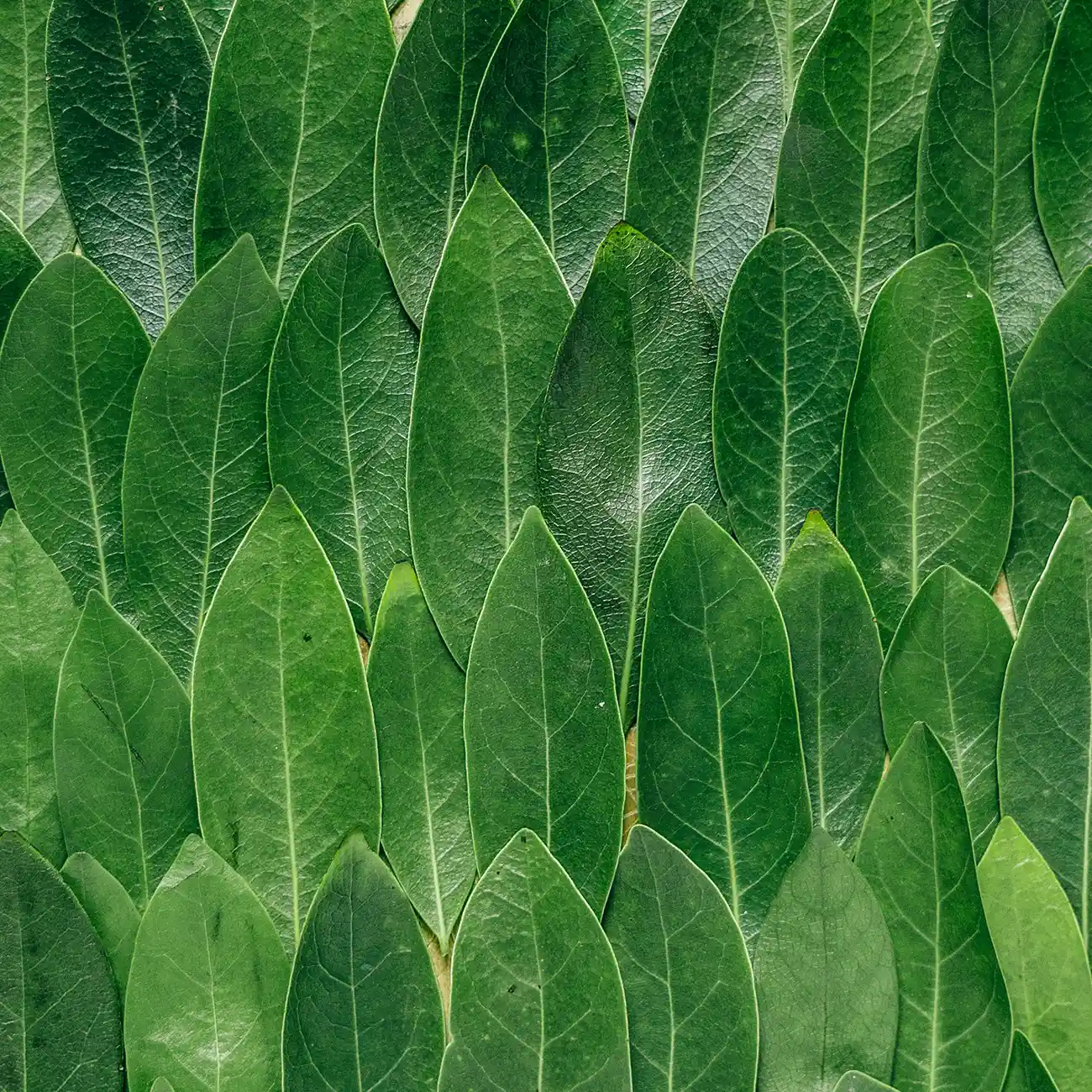 event sustainable leaf